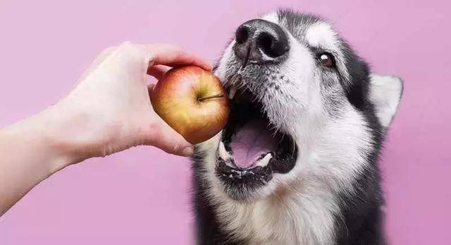 狗狗可以吃雪梨吗,狗狗吃梨有什么好处,狗狗吃梨的好处？
