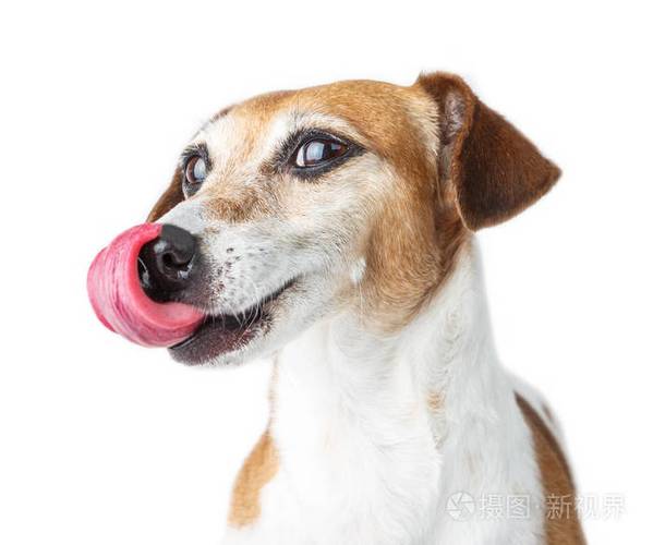 狗狗老是舔鼻子,狗狗老是舔鼻子是什么原因,狗狗用舌头添鼻子正常吗？