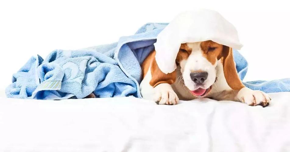 狗狗咳嗽的原因,狗狗咳嗽的原因有几种,狗老是咳嗽？