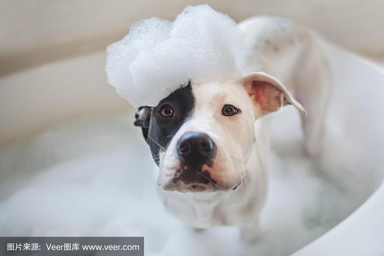 狗狗喜欢洗澡吗,狗狗喜欢洗澡吗为什么,狗狗长期不洗澡可以吗？