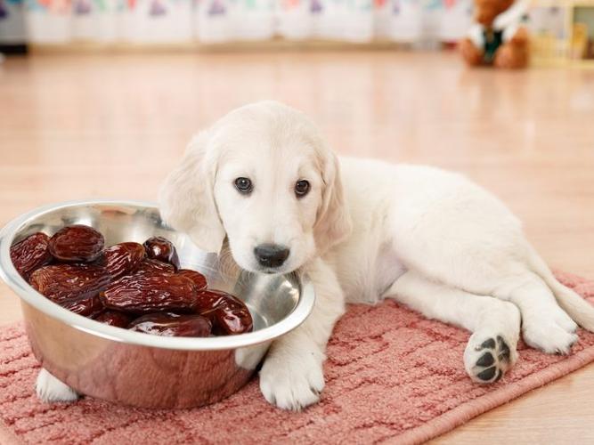 狗狗能不能吃枣,狗狗能不能吃枣子,狗狗可以吃红枣吗？