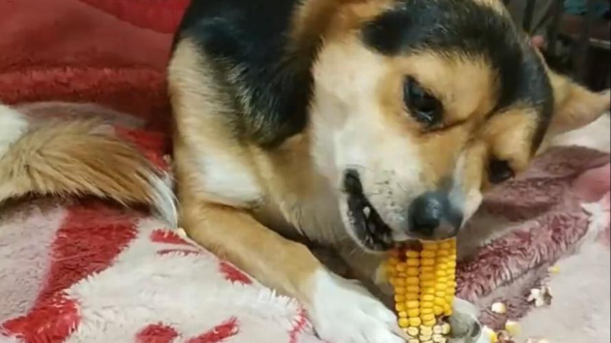 狗狗能吃玉米么,狗狗能吃玉米么l,小狗能啃玉米棒子吗？