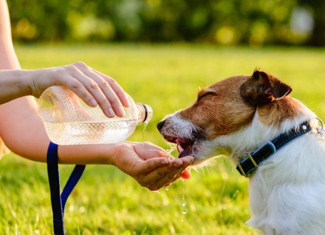 狗狗喝水咳嗽怎么回事,狗狗喝水咳嗽怎么回事儿,小狗喝水容易被呛，是什么原因？