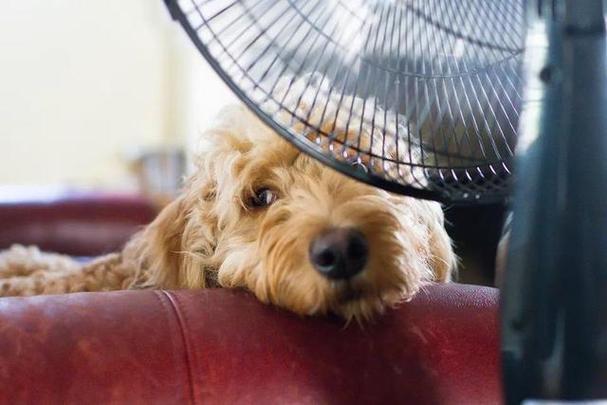 天气热怎么给狗狗降温,狗狗什么表现说明热了,夏天怎么给狗狗降温？狗狗夏天热怎么办？