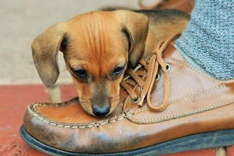 狗狗为什么喜欢咬袜子,狗狗为什么喜欢咬袜子和鞋,8个月的狗最近特别爱咬东西怎么回事？