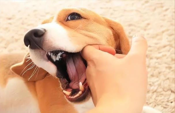 为什么狗狗喜欢咬东西,为什么狗狗喜欢咬东西甩头,狗狗不知道为什么最近很疯狂，现在咬东西？