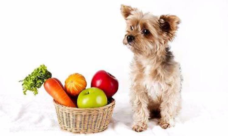 怀孕狗狗吃什么有营养,怀孕狗狗吃什么有营养食谱,狗狗在怀孕期间吃什么最好？