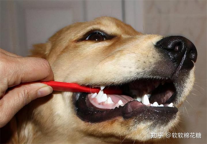 狗狗换牙吃什么食物好,狗换掉的牙齿哪里去了,狗狗换牙要注意什么？