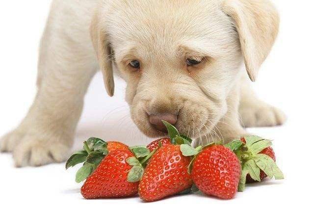 小狗狗能吃什么,小狗狗能吃什么水果,不是宠物狗类型的小狗狗能吃什？