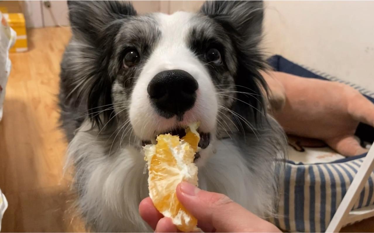 狗狗为什么不能吃橘子,狗狗为什么不能吃橘子皮,我家的狗狗怎么喜欢吃橘子的?柚子也不放过?这狗到底怎么了？