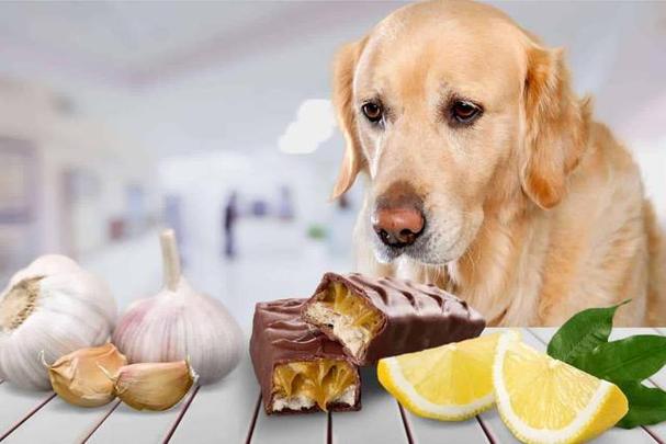 狗狗可以吃百合吗,狗狗可以吃百合吗有毒吗,小狗可以吃无籽红提吗？