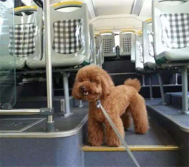 狗狗可以上公交车吗,成都狗狗可以上公交车吗,公交车可以带宠物吗？