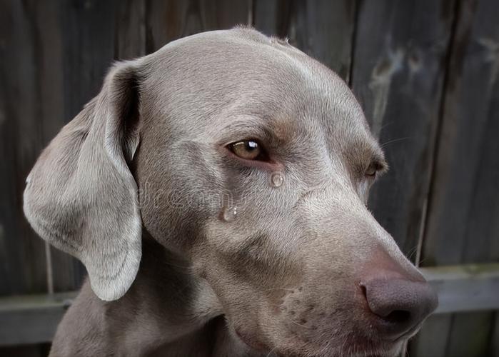 狗狗淌眼泪是什么原因,狗狗流眼泪怎么回事?,盘点狗狗眼泪多的原因？