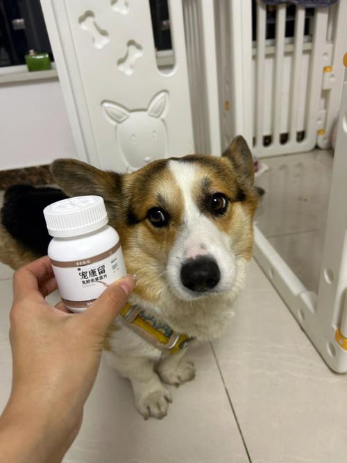 狗狗提高免疫力吃什么,狗狗提高免疫力吃什么药好,柯基怎么喂养提高免疫力？