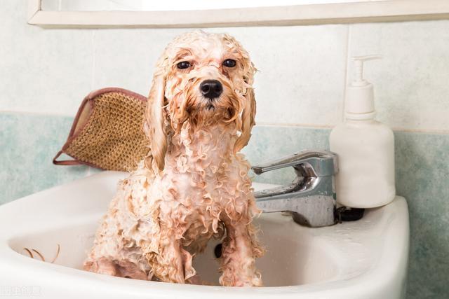 狗狗一个月能洗澡吗,没忍住给2月狗狗洗澡了,一个月的泰迪能洗澡吗？