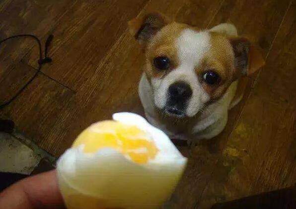 狗狗吃蛋黄还是蛋白,狗狗吃蛋黄还是蛋白好,狗狗可以吃蛋黄吗？