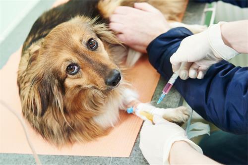 狗狗打完疫苗后呕吐,狗狗打完疫苗后呕吐怎么办,狗狗打好疫苗第二天呕吐怎么办？