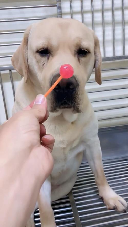 狗狗可以吃冰糖吗,狗狗可以吃冰糖吗?,狗子能吃糖葫芦吗？