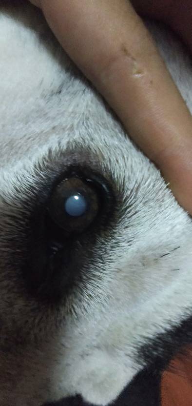 狗狗眼睛有一层白膜,狗狗眼睛有一层白膜用什么药,巴哥犬眼睛为什么有一层白膜？