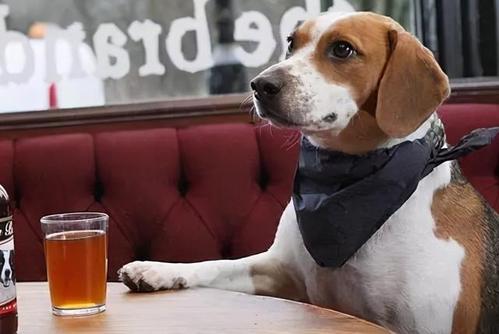狗狗能喝啤酒吗,狗狗能喝啤酒吗?,泰迪狗可以喝白酒么？