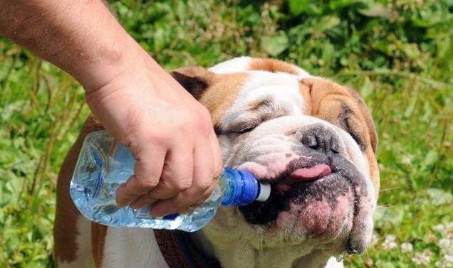 狗狗可以喝热水吗,狗狗可以喝热水吗冬天需要喝热水吗,久烧的开水可以给狗喝吗？