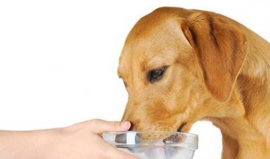 狗狗可以喝葡萄糖水吗,狗狗可以喝葡萄糖水吗两天不吃不喝了,狗狗喝葡萄糖可以吗？