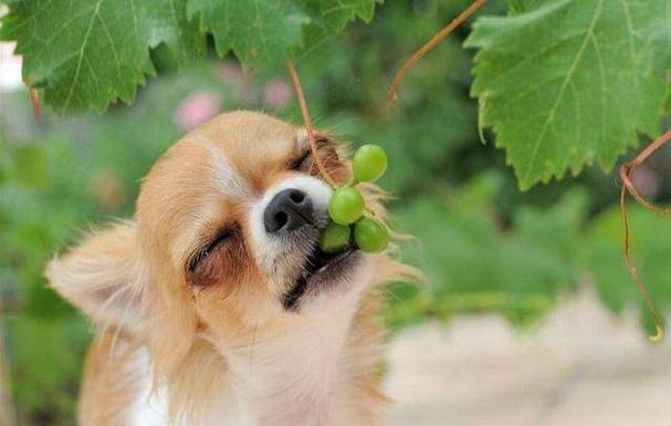 狗狗不能吃葡萄吗,狗狗不能吃葡萄吗吃了会有什么症状,为什么甘狗不能吃葡萄？