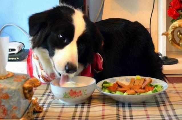 狗狗可以吃土豆嘛,狗狗可以吃土豆嘛,牧羊犬能吃土豆吗？