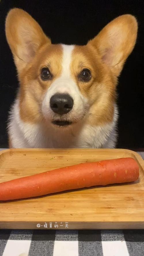 狗狗可以吃生胡萝卜吗,狗狗可以吃生胡萝卜吗?,柯基幼犬可以吃生胡萝卜吗？