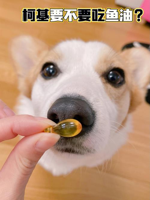 狗狗可以吃橄榄油吗,狗狗可以吃橄榄油吗对身体好吗,柯基可以吃橄榄油吗？