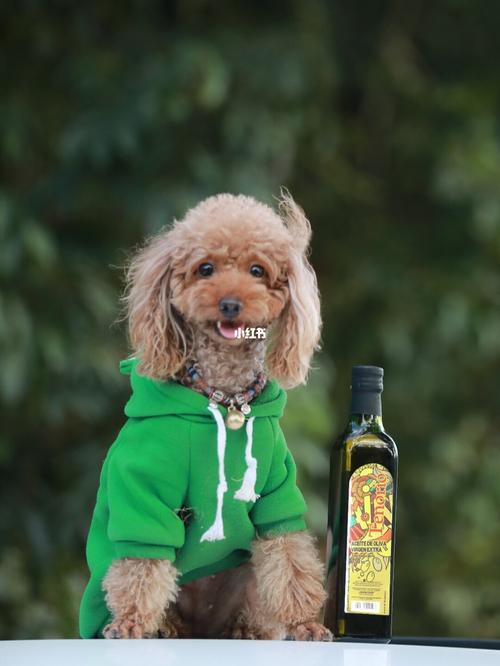 狗狗可以吃橄榄油吗,狗狗可以吃橄榄油吗对身体好吗,幼犬能吃橄榄油吗？