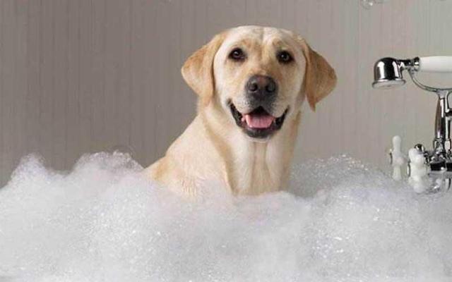 狗狗咳嗽可以洗澡吗,狗狗咳嗽可以洗澡吗 三个月,狗狗感冒了，能洗澡么？