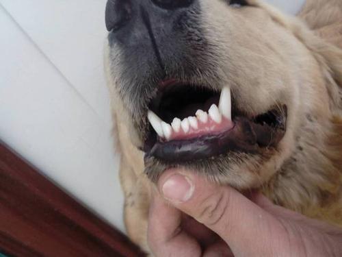 狗狗几个月换完牙,狗狗几个月换完牙齿,狗狗多大开始换牙和换毛啊？