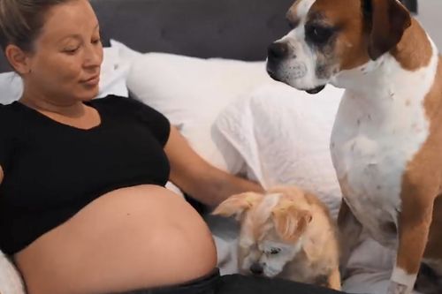 狗狗怀孕多久能看出来,,狗狗怀孕了怎样才能知道怀孕几个月了？