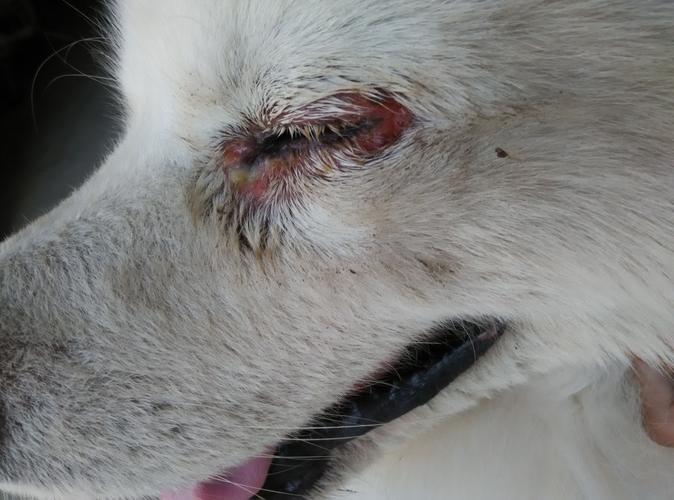 狗狗眼睛红有眼屎,狗狗眼睛红有眼屎怎么回事,狗狗的一只眼睛又红又有眼屎怎么回事啊？要怎么办呢？