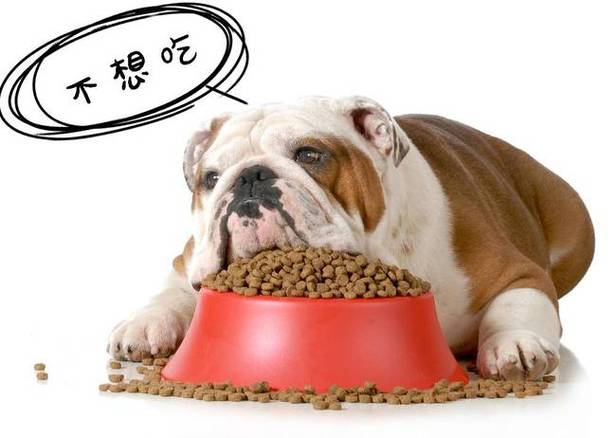 狗狗不吃狗粮怎么回事,狗狗不吃狗粮怎么回事儿,狗狗不吃狗粮怎么办？
