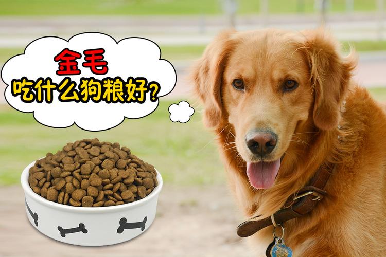 多大的狗狗可以吃干狗粮,狗狗长期吃狗粮的危害,金毛幼崽几个月可以吃干狗粮？