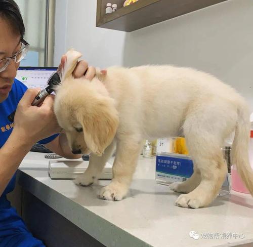 金毛幼犬打什么疫苗,金毛幼犬打什么疫苗好,金毛，要打几针疫苗，都打什么疫苗？
