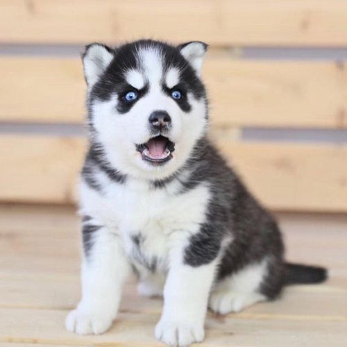 哈士奇幼犬价格,哈士奇幼犬价格多少钱一只,500元可以买一只哈士奇吗？