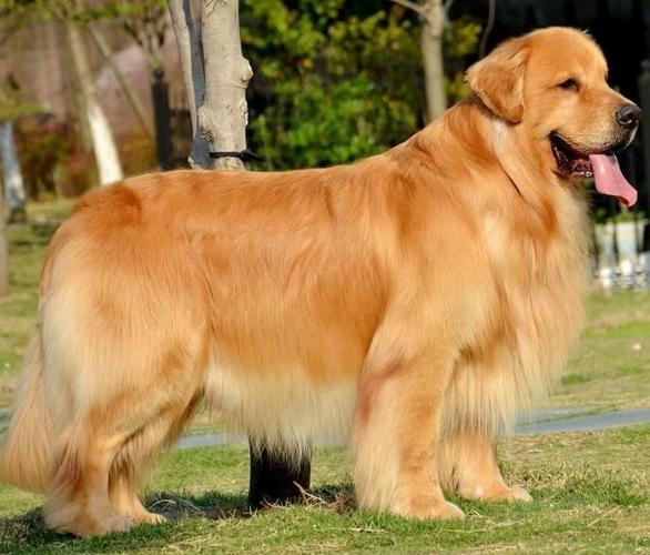 金毛为什么叫寻回犬,十大最护主的狗,金毛寻回犬和金毛的区别？
