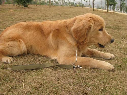 如何训练金毛狗狗,如何训练金毛狗狗在固定地点大小便,金毛犬训练方法？