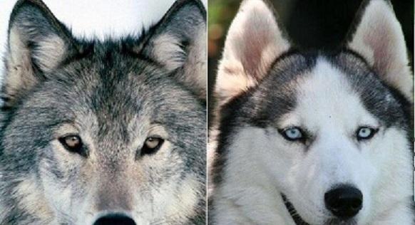 哈士奇与狼的区别,哈士奇与狼的区别体现在哪些方面,哈士奇有狼的血统吗？