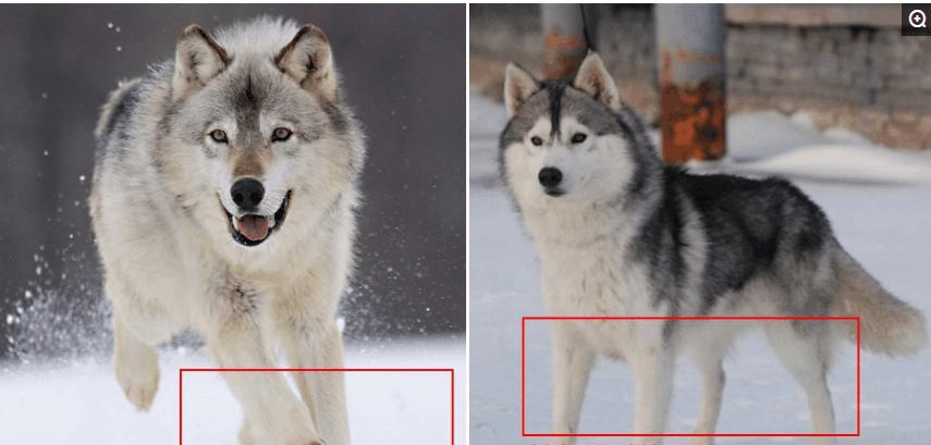 西伯利亚狼和哈士奇,西伯利亚狼和哈士奇对比图,哈士奇为什么像狼？