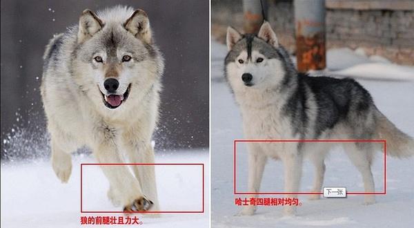 哈士奇和狼的区别图,哈士奇和狼的区别图搞笑,哈士奇和狼的区别对比？
