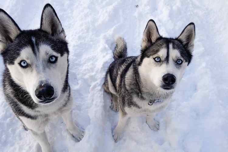 哈士奇和雪橇犬的区别,,哈士奇是牧羊犬还是雪橇犬？