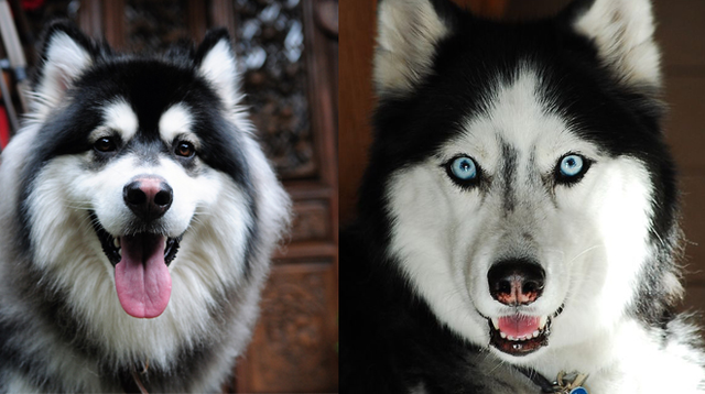 雪橇犬与哈士奇的区别,雪橇犬与哈士奇的区别是什么?,哈士奇与阿拉斯加雪橇犬是不是同一品种？