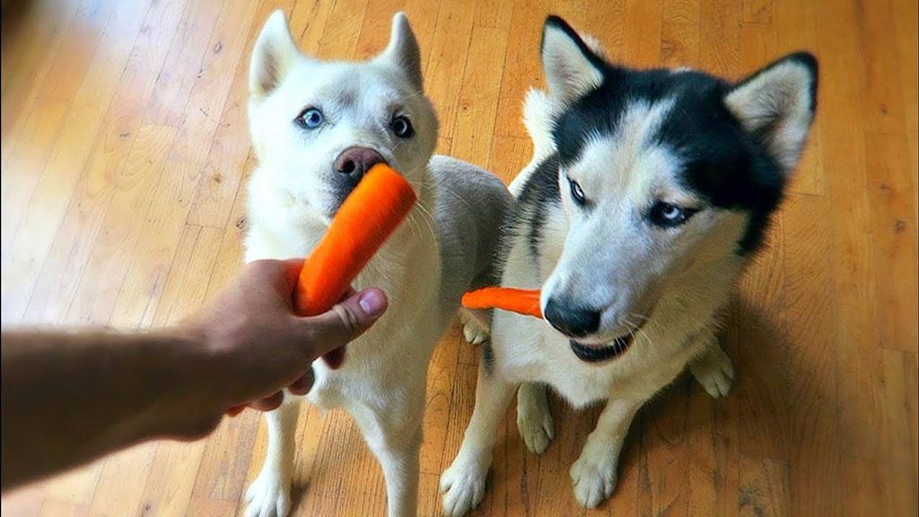 哈士奇能吃西红柿吗,哈士奇能吃西红柿吗?,什么狗不会叫不咬人听话？