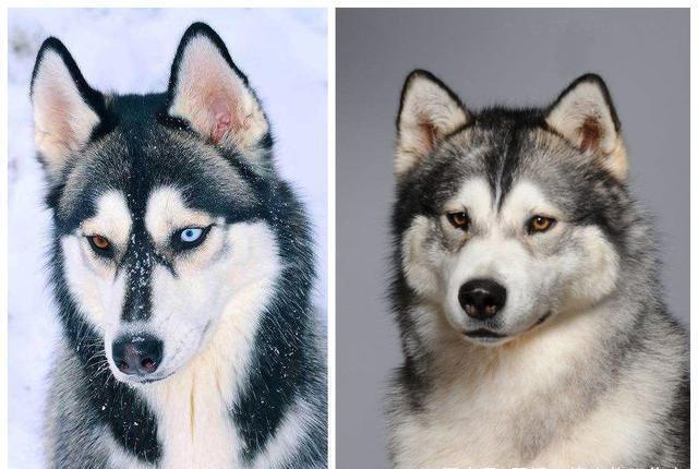 哈士奇是不是阿拉斯加,哈士奇是不是阿拉斯加犬,哈士奇和阿拉斯加有什么区别？