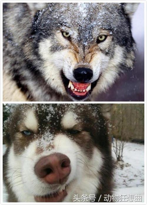 哈士奇 与狼,哈士奇与狼的爆笑合照,哈士奇有百分之99的狼的血统？
