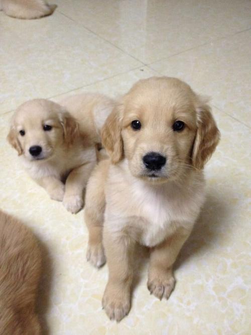 金毛幼犬图片,金毛幼犬图片两个月 三个月,怎么辨别金毛幼犬？